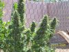 100_2519.jpg