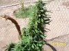 100_2524.jpg