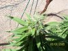 100_2532.jpg