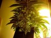 Big Bud-37 days and still tryin to cheat.jpg