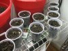 grow journal primero regs ...mby+ 072.jpg