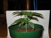 DSC00462.JPG