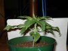 DSC00463.JPG