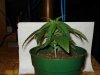 DSC00464.JPG