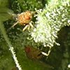 bugs2.jpg