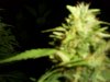 10-420.jpg
