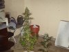 DSC01616.jpg
