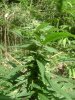 DSC01793.JPG