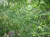 DSC01806.JPG