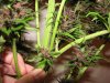 Purple X White Widow #1 76 days (06-10-07) - Wierd Node on a Leaf.jpg