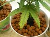 plant1.27.JPG