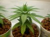 plant1.27(1).JPG