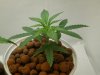 plant3.27.JPG
