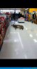 deer.jpg