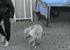 gifs_033.gif