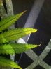 received_818981994811640.jpeg.jpg