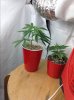 Clones 1.JPG