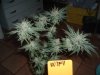 DSCF1012.JPG