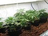 week4.5 011.jpg