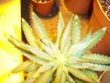lowrider pic 3 yellowing leaves.jpg