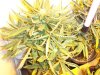lowrider pic6  in 3 gal pot.jpg