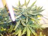 lowrider pic7  in 3 gal pot.jpg
