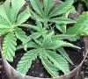 b-dank clone 1 12-29.jpg