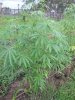 Industrial hemp biochar trial.JPG