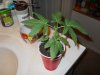 DSCN0876.JPG