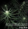 Sweet-Black-Angel-2.jpg