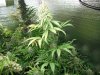 Master kush 1 day 60 001.JPG