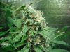 Master kush 1 day 60 002.JPG