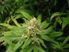 Master kush 1 day 60 004.JPG