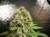 Master kush 1 day 60 005.JPG