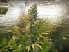 AK48 2 day 60 001.JPG
