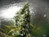 AK48 2 day 60 002.JPG