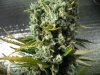 AK48 2 day 60 003.JPG