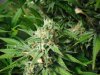 AK48 2 day 60 004.JPG