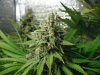 AK48 2 day 60 005.JPG