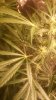 20141226_030537.jpg 20141226_030537.jpg