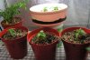 15--seedlings-11-days-light.jpg