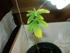 smaller plant again.jpg