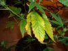 Kiddo 3 leaf.jpg
