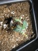 wiltedb 001 (600x800).jpg