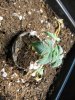 wiltedb 002 (600x800).jpg
