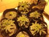 AllPlants.JPG