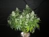 bLue pitt Harvest jan 2015 006.JPG