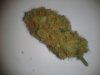 BlackBerryKush.jpg BlackBerryKush.jpg