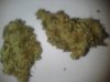 WhiteWidow.jpg WhiteWidow.jpg