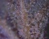 Bud2.jpg